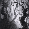 Forest // Forest (AMID-080) - Midnight Hunt Art Series (Borderless)