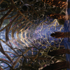 Skemfar Elderhall // Skemfar Elderhall (ASKHM-073) - Art Series: Kaldheim (Borderless)