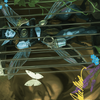 Cooped Up // Cooped Up (AWOE-001) - Wilds of Eldraine Art Series (Borderless) Foil