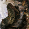 Junk Winder // Junk Winder (AMH2-013) - Modern Horizons 2 Art Series (Borderless)