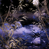 Swamp // Swamp (ANEO-081) - Neon Dynasty Art Series (Borderless) Foil