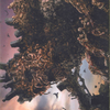Hogaak, Arisen Necropolis // Hogaak, Arisen Necropolis (AMH1-042) - Modern Horizons Art Series (Borderless)